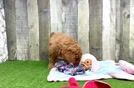 Funny Mini Goldendoodle Poodle Mix Pup