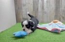 Aussiechon Puppy for Adoption