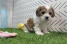 Cavachon Pup Being Cute