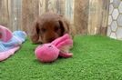 Meet Ulyssa - our Cavapoo Puppy Video