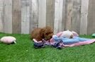 Popular Mini Goldendoodle Poodle Mix Pup