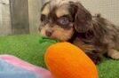 Funny Cavapoo Poodle Mix Pup