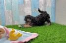 Best Yorkie Poo Baby