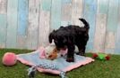 Meet Ray - our Cavapoo Puppy Video