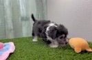 Meet Wednesday - our Aussiechon Puppy Video