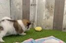 Adorable Deutscher Spitz Purebred Puppy