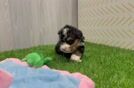 Cute Mini Bernedoodle Baby