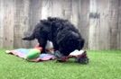 Meet Envy - our Mini Goldendoodle Puppy Video