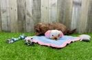 Shih Poo Puppy for Adoption
