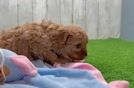 Cavapoo Puppy for Adoption