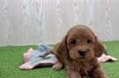 Mini Goldendoodle Puppy for Adoption