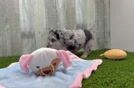 Mini Aussiedoodle Pup Being Cute