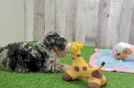 Cute Mini Schnoodle Baby