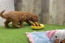 Cute Mini Goldendoodle Baby