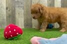 Meet Basil - our Mini Goldendoodle Puppy Video