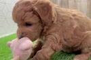 Adorable Golden Retriever Poodle Mix Poodle Mix Puppy