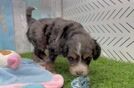 Petite Mini Bernedoodle Poodle Mix Pup