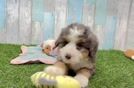 Adorable Mini Bernesedoodle Poodle Mix Puppy
