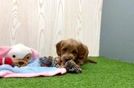 Meet Wasabi - our Mini Goldendoodle Puppy Video