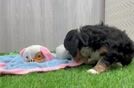 Mini Bernedoodle Pup Being Cute