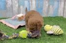 Cavapoo Puppy for Adoption