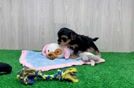 Energetic Yorkipoo Poodle Mix Puppy