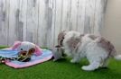 Friendly Cockapoo Baby
