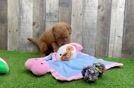 Hypoallergenic Mini Goldiepoo Poodle Mix Puppy