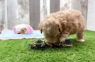 Best Maltipoo Baby