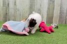 Best Shih Pom Baby