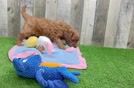 Friendly Cavapoo Baby