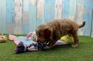 Popular Mini Goldendoodle Poodle Mix Pup