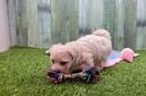 Cute Maltipoo Baby