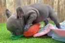 French Bulldog Puppy for Adoption