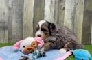 Meet Sal - our Mini Bernedoodle Puppy Video