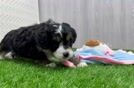 Mini Bernedoodle Puppy for Adoption