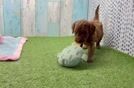 Friendly Cavapoo Baby