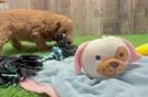 Funny Mini Goldendoodle Poodle Mix Pup