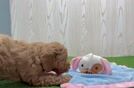 Mini Goldendoodle Puppy for Adoption