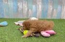 Cavapoo Pup Being Cute