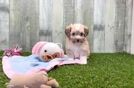 Aussiechon Puppy for Adoption