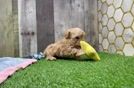 Maltipoo Puppy for Adoption