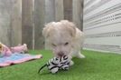 Havanese Puppy for Adoption