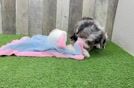 Meet Juliet - our Mini Bernedoodle Puppy Video