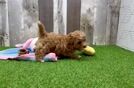 Meet Aspen - our Maltipoo Puppy Video