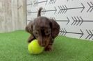 Cute Dachshund Baby