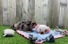 Yorkie Poo Puppy for Adoption