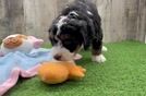 Smart Mini Bernedoodle Poodle Mix Pup