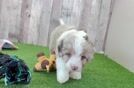 Energetic Aussie Poo Poodle Mix Puppy