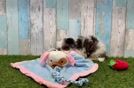 Meet Roger - our Cavapoo Puppy Video
